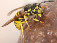 (Eastern Yellowjacket) munchkin