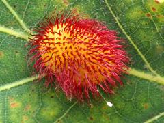 (Hedgehog Gall Wasp) gall Lacewing egg on White Oak