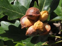 Lobed Oak Gall Wasp galls on Swamp White Oak