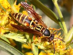 (Dark Paper Wasp) dorsal