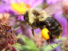 Common Eastern Bumble Bee hovering pollen basket on New England Aster