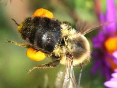 (Common Eastern Bumble Bee) hovering pollen baskets on New England Aster