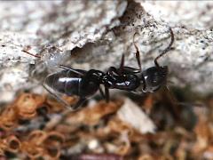 (Tapinoma Odorous Ant) lateral