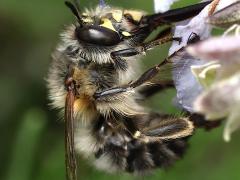 (Common Digger Bee) nectaring