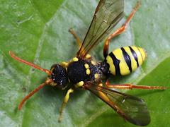 (Nomad Bee) dorsal