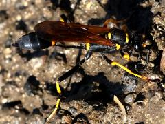 (Yellow-legged Mud-dauber Wasp) digging