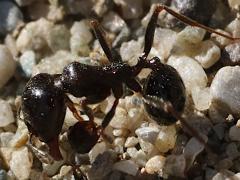 (Messor Harvester Ant) lateral