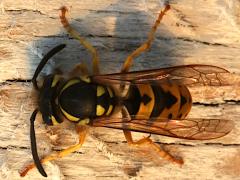 (German Yellowjacket) dorsal