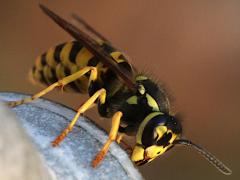 (German Yellowjacket) lateral