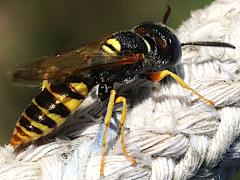 (European Beewolf) dorsal