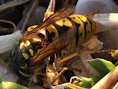 (German Yellowjacket) rear