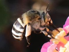 (Four-striped Digger Bee) lateral