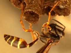 (Long-waisted Paper Wasp) nest