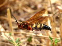 (Eastern Cicada Killer) male hovering