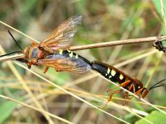 (Eastern Cicada Killer) mating