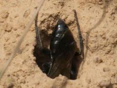 (Astata Digger Wasp) female burrow