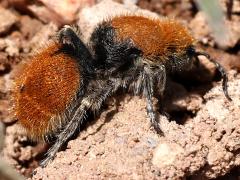 (Eminent Velvet Ant) female