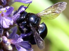 (Eastern Carpenter Bee) on Pickerelweed