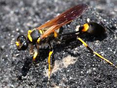 (Yellow-legged Mud-dauber Wasp) lateral