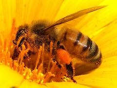 (European Honey Bee) lateral