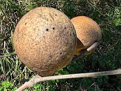 (Live Oak Apple Gall Wasp) gall on California Live Oak