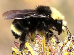 (Yellow-faced Bumble Bee) profile