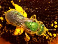 (Subtilior Striped Sweat Bee) female dorsal