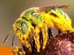 (Subtilior Striped Sweat Bee) female frontal