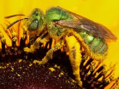 (Texas Striped Sweat Bee) female lateral