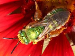 (Texas Striped Sweat Bee) female top