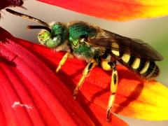 (Texas Striped Sweat Bee) male lateral