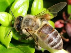 (European Honey Bee) dorsal