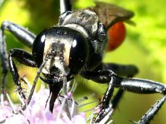 (Parker's Thread-waisted Wasp) face