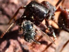 (Rough Harvester Ant) hunts Tripartite Sweat Bee