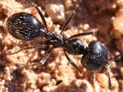 (Black Harvester Ant) dorsal