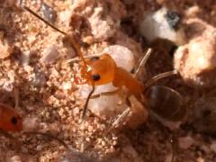 (Bicolored Pyramid Ant) dorsal