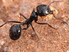 (Black Harvester Ant) lateral