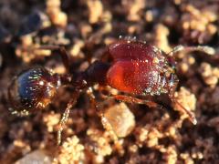 (Pilifera Big-headed Ant) major lateral