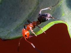 (Bicolored Pyramid Ant) lateral