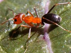 (Bicolored Pyramid Ant) lateral