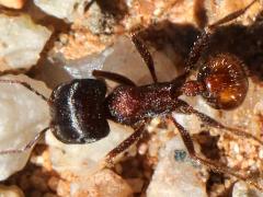 (Rough Harvester Ant) dorsal