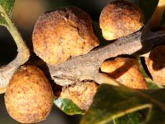 (Lacuna Oak Gall Wasp) galls on Gambel Oak