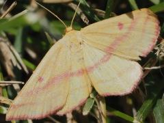 (Chickweed Moth) female upperside