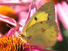 (Orange Sulfur) male backlit