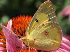 (Orange Sulfur) male sunlit