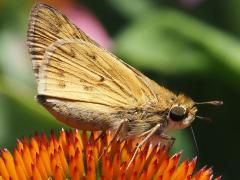 (Fiery Skipper) female right