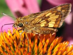 (Peck's Skipper) lateral