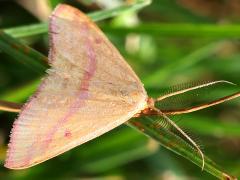 (Chickweed Moth) male upperside