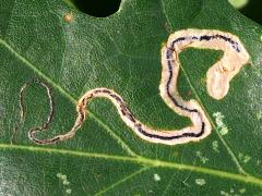 Oak Pygmy Leafminer Moth mine on Bur Oak