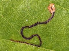 (Stigmella saginella Leafminer Moth) mine on River Birch